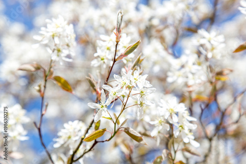 In spring: white blossoms of amelanchier tree serviceberry (juneberry, shadbush, Felsenbirne) with blue sky