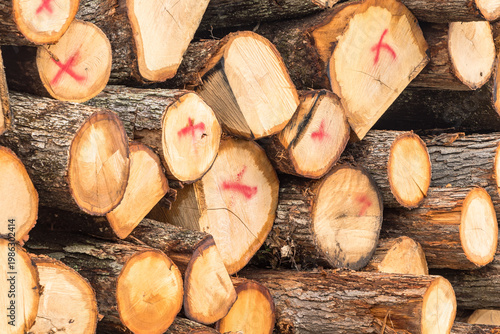 Stacked freshly cut logs showing circular tree rings and rough bark texture, forming a natural wood pattern background in Warren County, Pennsylvania, USA