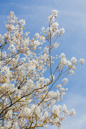 In spring: white blossoms of amelanchier tree serviceberry (juneberry, shadbush, Felsenbirne) with blue sky