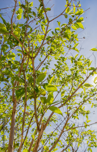 Heptacodium miconioides (seven-son flower tree) with fresh leaves in spring