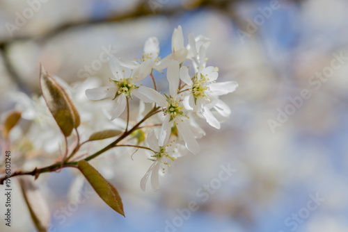 In spring: white blossoms of amelanchier tree serviceberry (juneberry, shadbush, Felsenbirne) with blue sky