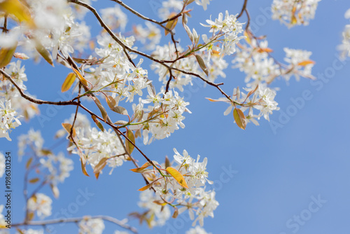 In spring: white blossoms of amelanchier tree serviceberry (juneberry, shadbush, Felsenbirne) with blue sky