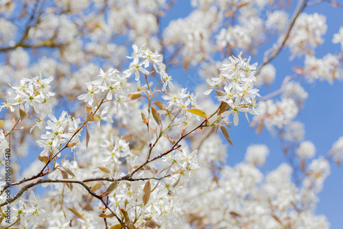 In spring: white blossoms of amelanchier tree serviceberry (juneberry, shadbush, Felsenbirne) with blue sky