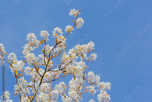 In spring: white blossoms of amelanchier tree serviceberry (juneberry, shadbush, Felsenbirne) with blue sky