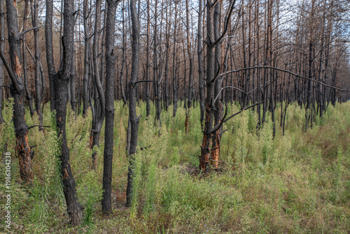 Burnt Pine Forest with New Green Plants Growing After Wildfire