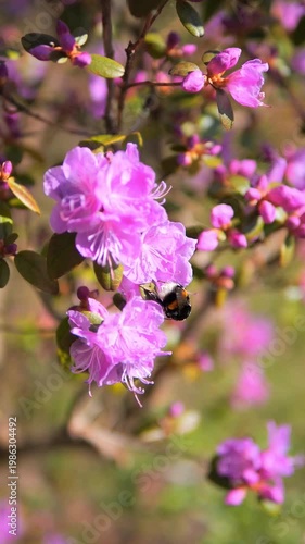 Bumblebee in Flight 6x Slow Motion — Bombus sp. Approaching Rhododendron Spring Flowers, Pollination Wildlife Video