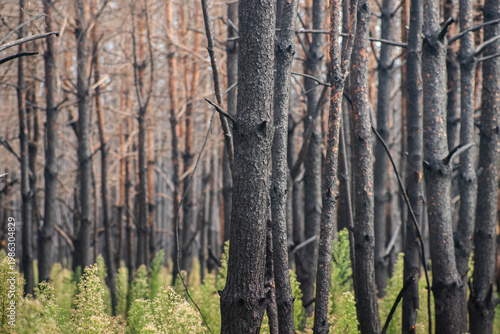 Burned Pine Forest with New Green Growth After Wildfire