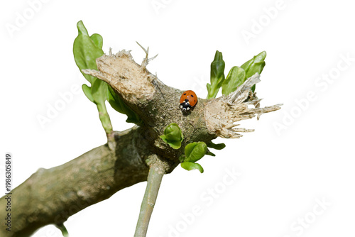 Ladybug on a budding tree branch isolated on transparent background. Spring nature concept, macro shot of Coccinellidae on a twig with young green leaves.