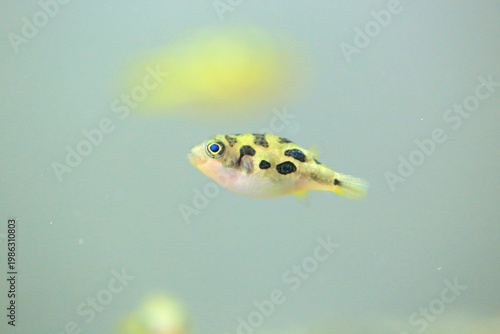 Dwarf pufferfish in the aquarium (carinotetraodon travancoricus)