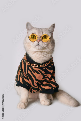Stylish Cat Wearing Trendy Sunglasses and Fashionable Outfit in Modern Photoshoot Setting