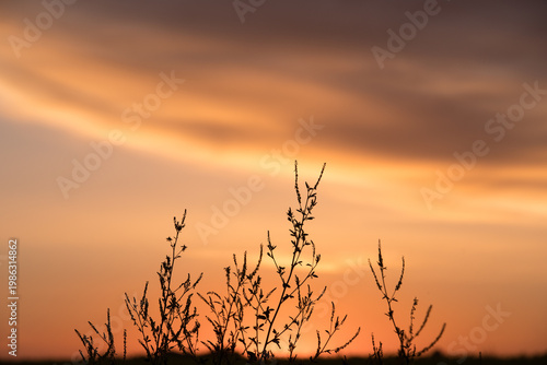 Golden Sunset Silhouettes of Wild Plants