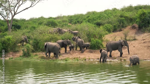 Herd of african bush elephants with calves walking to riverbank to drink. Animals in natural behavior in lush wild habitat. River safari in national park. Elephants drinking in river