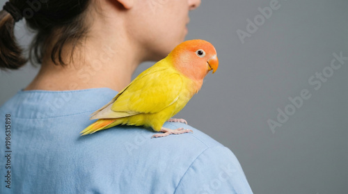 Close up of a beautiful bright yellow pet lovebird perched affectionately on the shoulder of a person wearing a light blue shirt