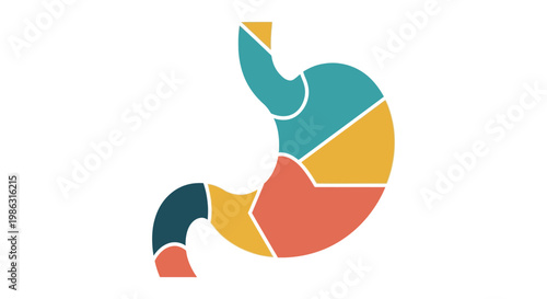Digestive System Stomach Anatomy Colorful Sections Flat Icon Vector Illustration