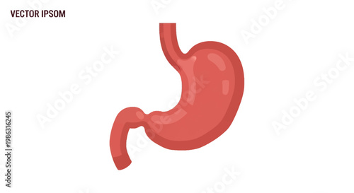 Human Stomach Anatomy Illustration - Digestive System Organ