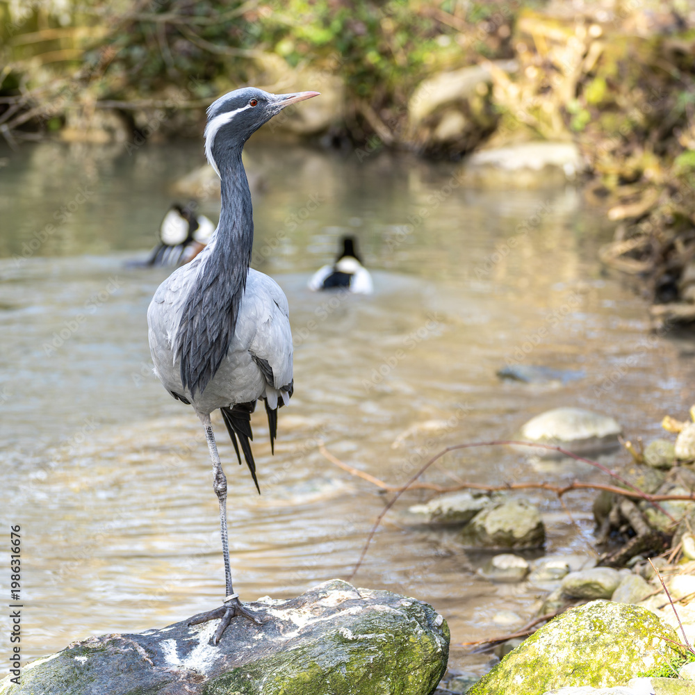 Obraz premium Demoiselle Crane, Anthropoides virgo are living in the bright green meadow during the day time