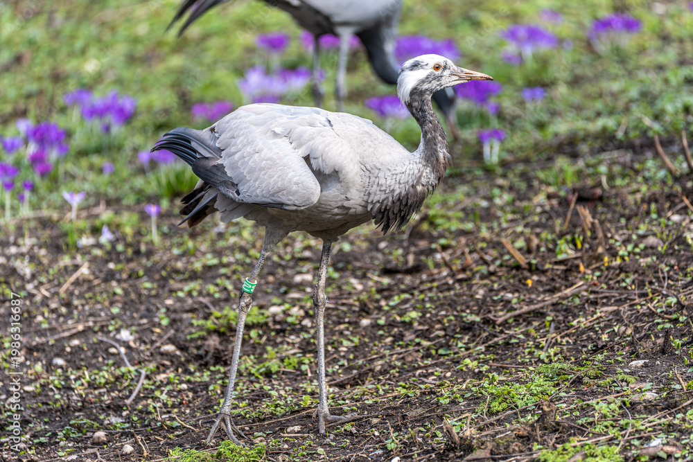 Fototapeta premium Demoiselle Crane, Anthropoides virgo are living in the bright green meadow during the day time