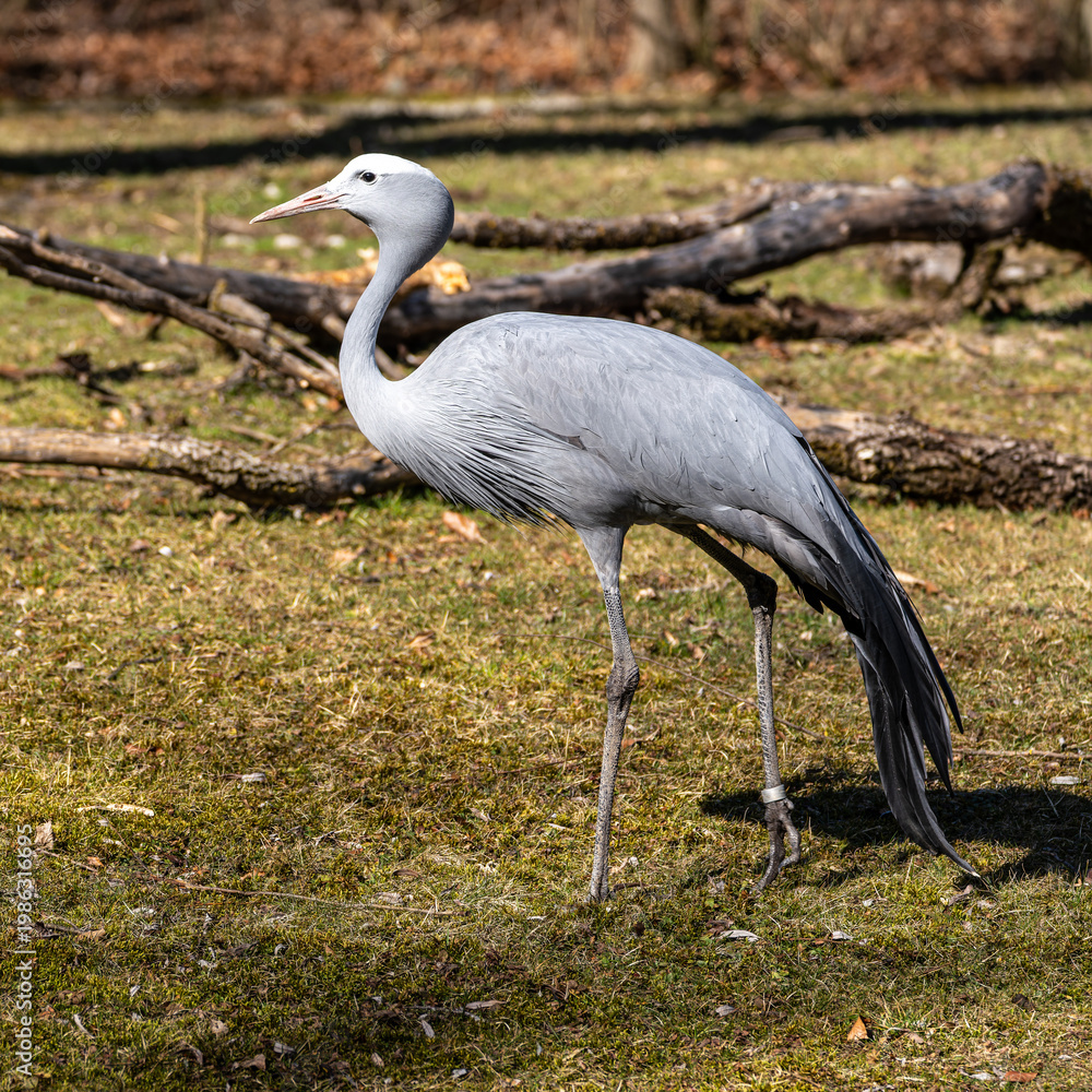 Fototapeta premium The Blue Crane, Grus paradisea, is an endangered bird