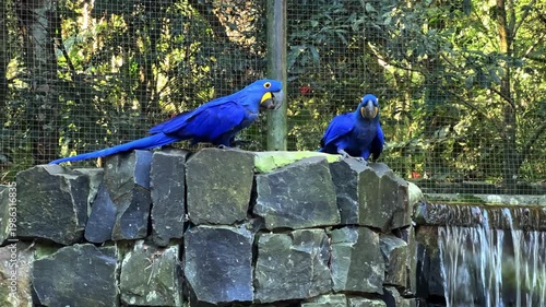 two Hyacinth Macaws perched on a stone wall near a waterfall in a bird park, Brazil