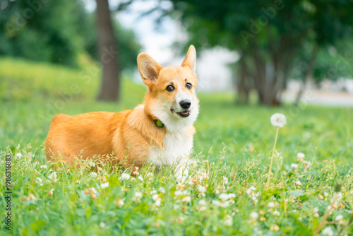 Welsh Corgi dog standing on the grass in park