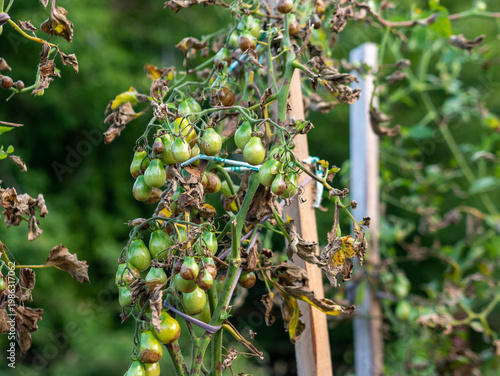 Принти на полотні Vertical shot of garden tomato plant suffering from late blight disease showing green pear shaped fruits and shriveled brown leaves infected by fungus in outdoor vegetable patch