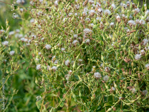 Foto Dense cluster of prickly lettuce plants displaying green buds and matured white feathery pappus seeds growing in wild field under soft natural lighting