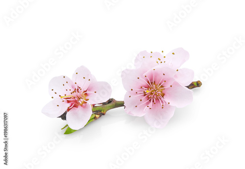 Blooming spring peach branch with pink flowers isolated on white background	