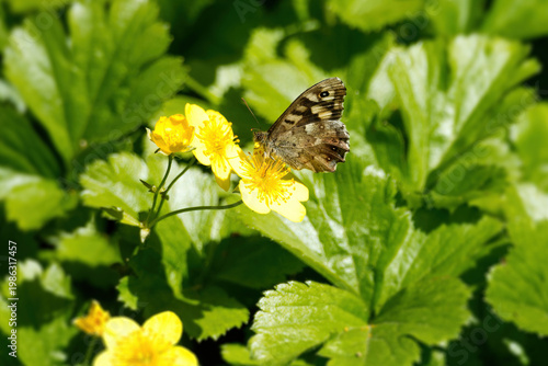 Speckled Wood Butterfly (Pararge aegeria) perched on yellow marsh marigold in Zurich, Switzerland