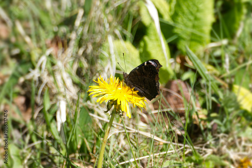 European peacock butterfly (Aglais io) sitting on yellow dandelion in Zurich, Switzerland