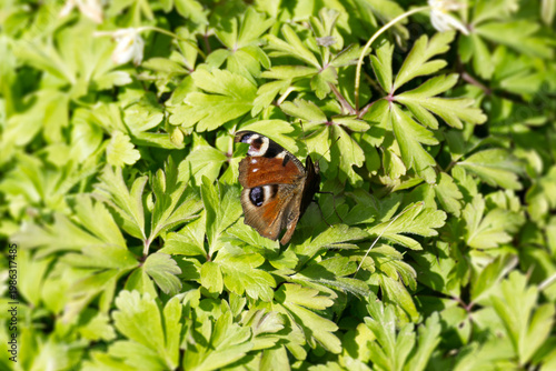 European peacock butterfly (Aglais io) sitting on green leaf in Zurich, Switzerland