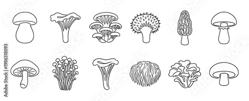Twelve distinct edible mushroom varieties are illustrated with a clean, minimalist black outline style, showcasing their diverse shapes and textures in a detailed, educational manner