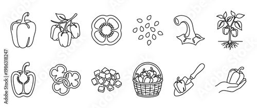 Bell pepper line art icons set showing the vegetable whole, sliced, diced, and as a plant with roots, seeds, and in a basket for a farming or cooking concept