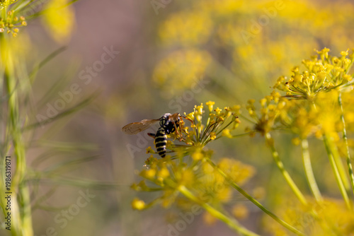 green unripe dill seeds in the autumn in sunny, clear weather against the background of other plants, a large number of dill plants to obtain seeds for the future harvest