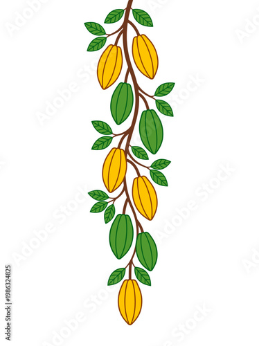 Illustration of cacao tree with several cacao fruits in varying stages of ripening