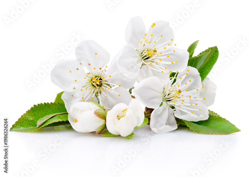 Spring flowers of fruit tree isolated on white background