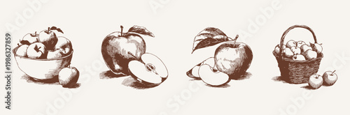 Apple fruits whole and sliced in bowl compositions. Illustrations for menu design and product labels. Hand drawn style ink sketch drawing with classic vintage shading.