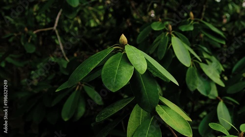 Сlose-up of swaying slowly in wind rhododendron shrub branches with glossy green leaves and fresh buds. Moody botanical background in nature minimalism aesthetic. Spring season cinematic low key video