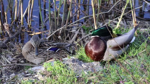A couple of mallard duck, male and female, by the lake
