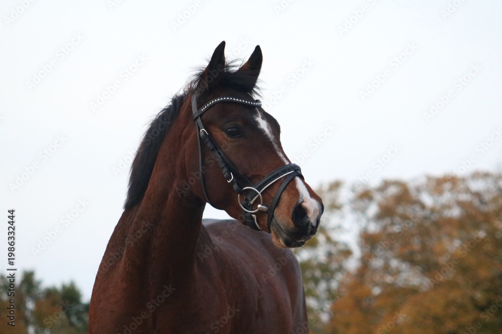 Fototapeta premium Autumn pony