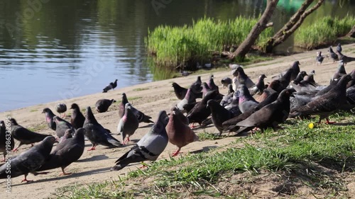 lots of pigeons gathering for food in the park by the lake