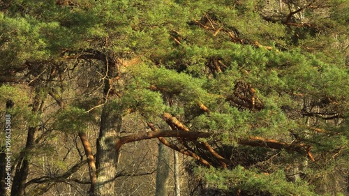 Twisted pine branches and green needles catch the warm afternoon sun. Beyond the evergreen canopy, bare deciduous trees stand in a dense forest, creating a textured woodland atmosphere. 