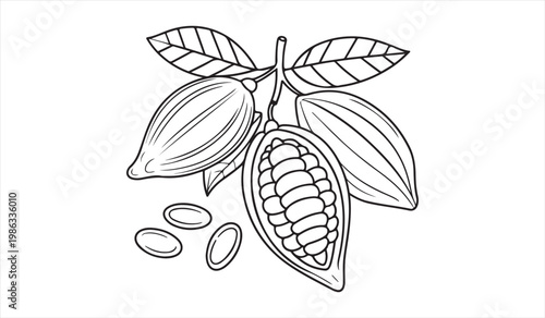 Cocoa pod with beans botanical sketch for chocolate ingredient design