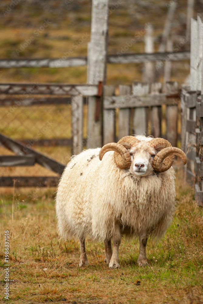 Fototapeta premium Close up of Icelandic sheep with curved horns standing in grassy field rural farm animal in Iceland