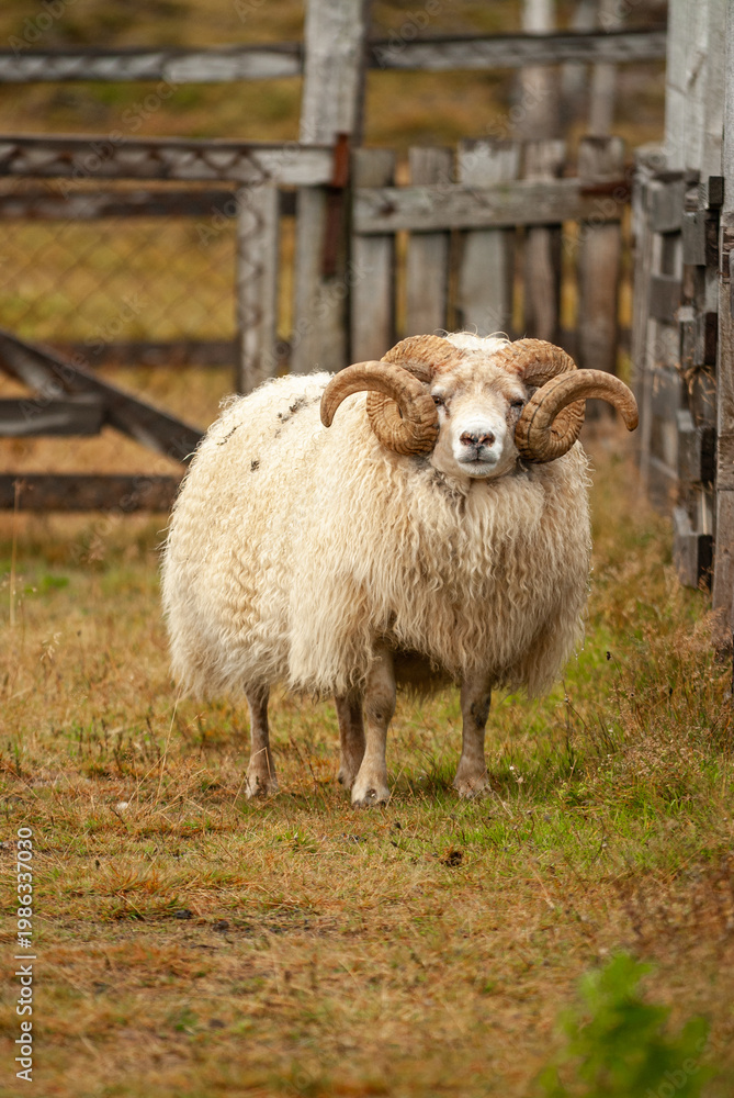 Fototapeta premium Close up of Icelandic sheep with curved horns standing in grassy field rural farm animal in Iceland
