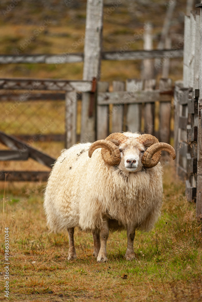 Fototapeta premium Close up of Icelandic sheep with curved horns standing in grassy field rural farm animal in Iceland