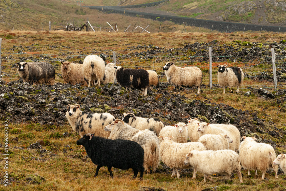 Fototapeta premium Close up of Icelandic sheep with curved horns standing in grassy field rural farm animal in Iceland