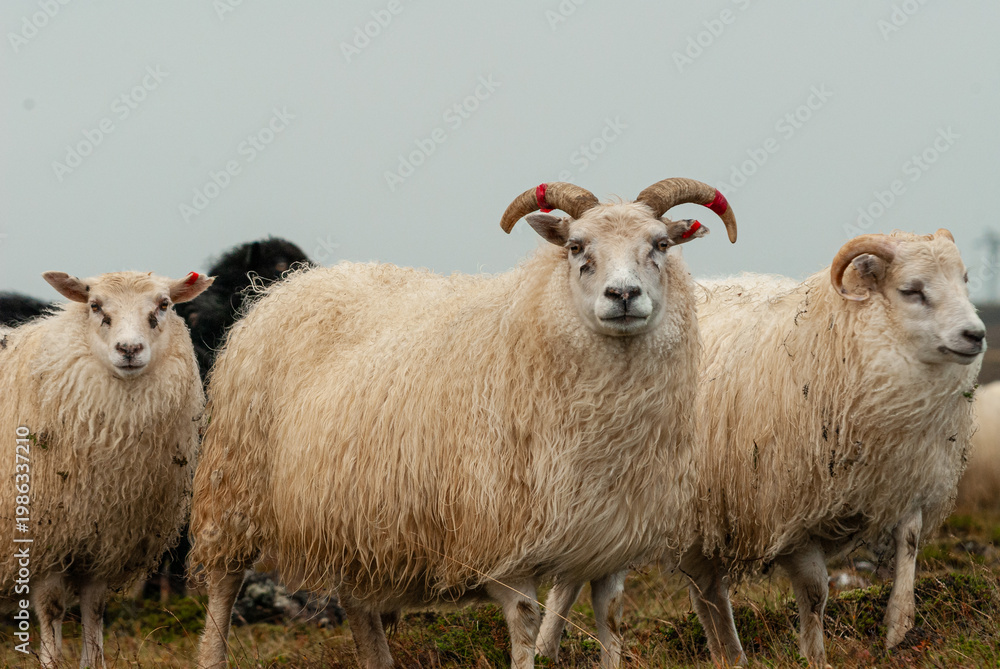 Fototapeta premium Close up of Icelandic sheep with curved horns standing in grassy field rural farm animal in Iceland