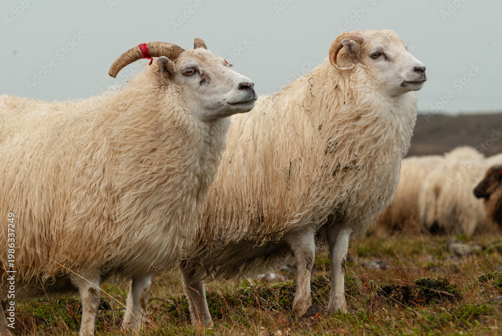 Fototapeta premium Close up of Icelandic sheep with curved horns standing in grassy field rural farm animal in Iceland