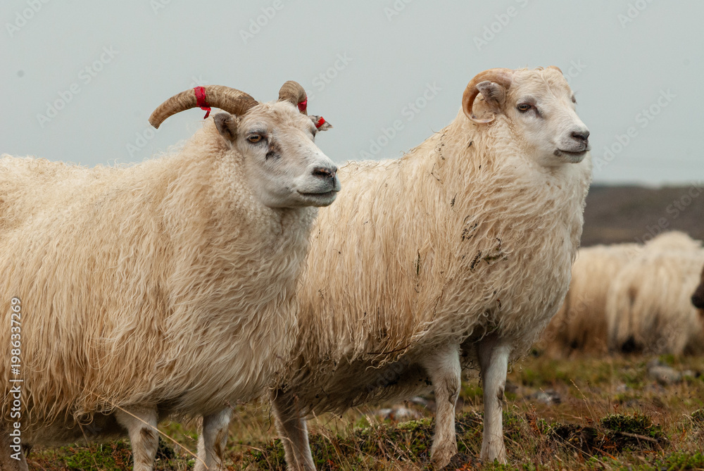 Fototapeta premium Close up of Icelandic sheep with curved horns standing in grassy field rural farm animal in Iceland