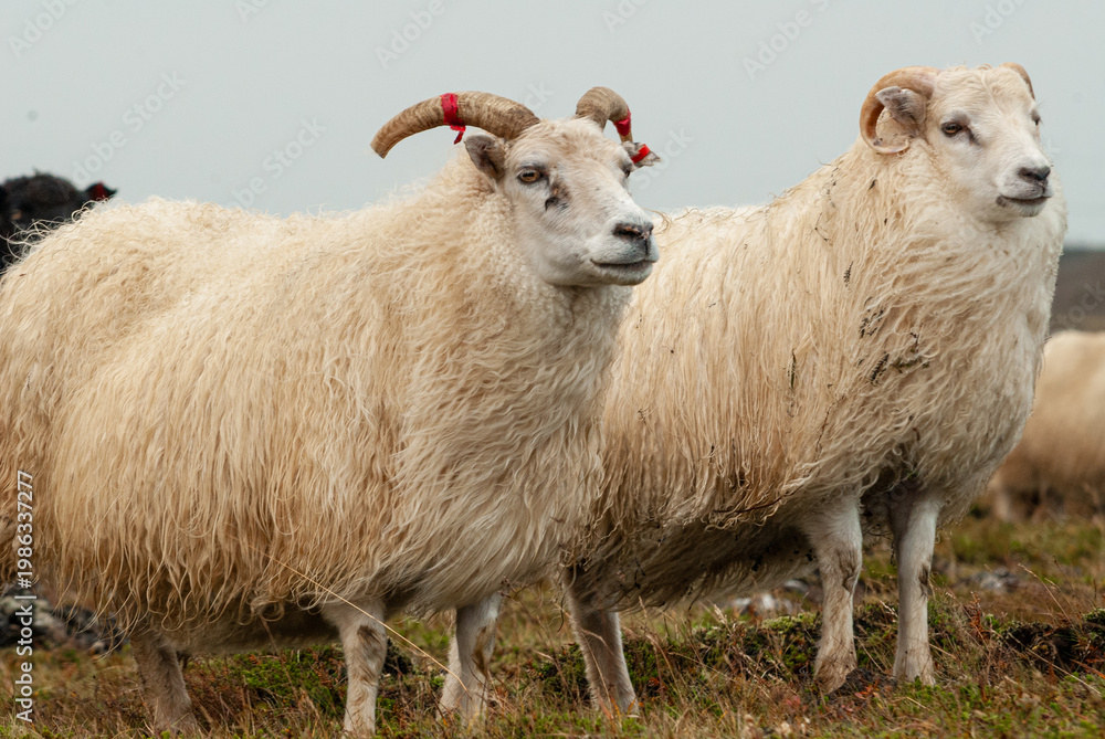 Fototapeta premium Close up of Icelandic sheep with curved horns standing in grassy field rural farm animal in Iceland